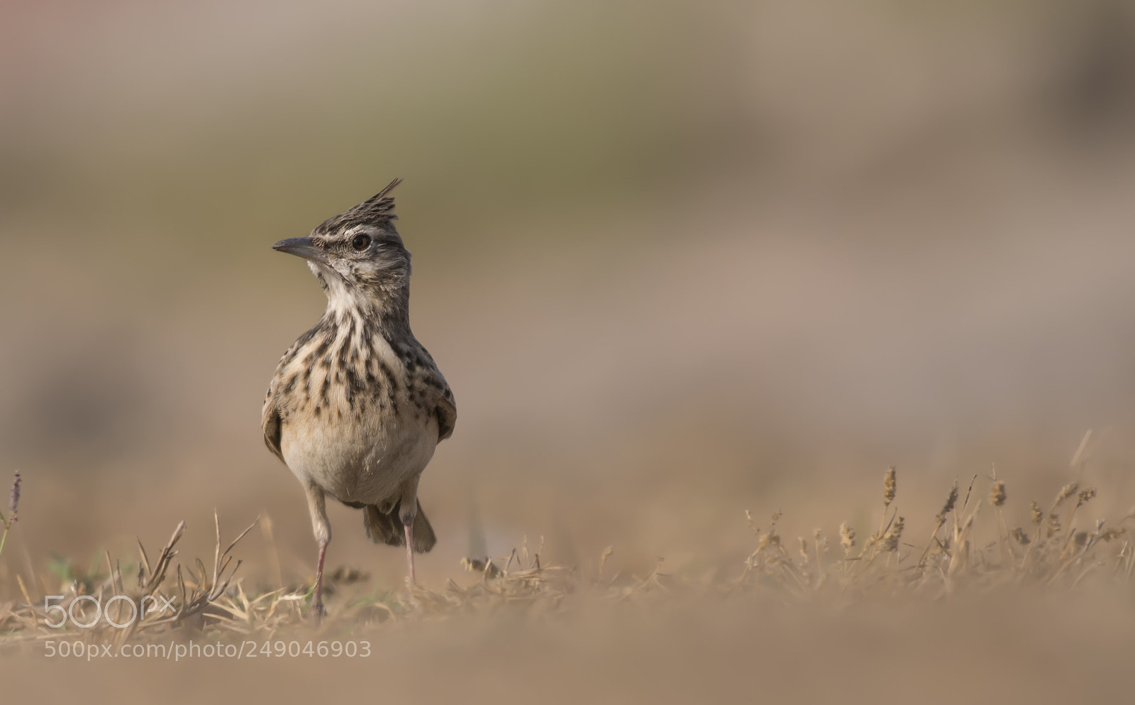 Nikon D500 sample photo. Crested lark photography