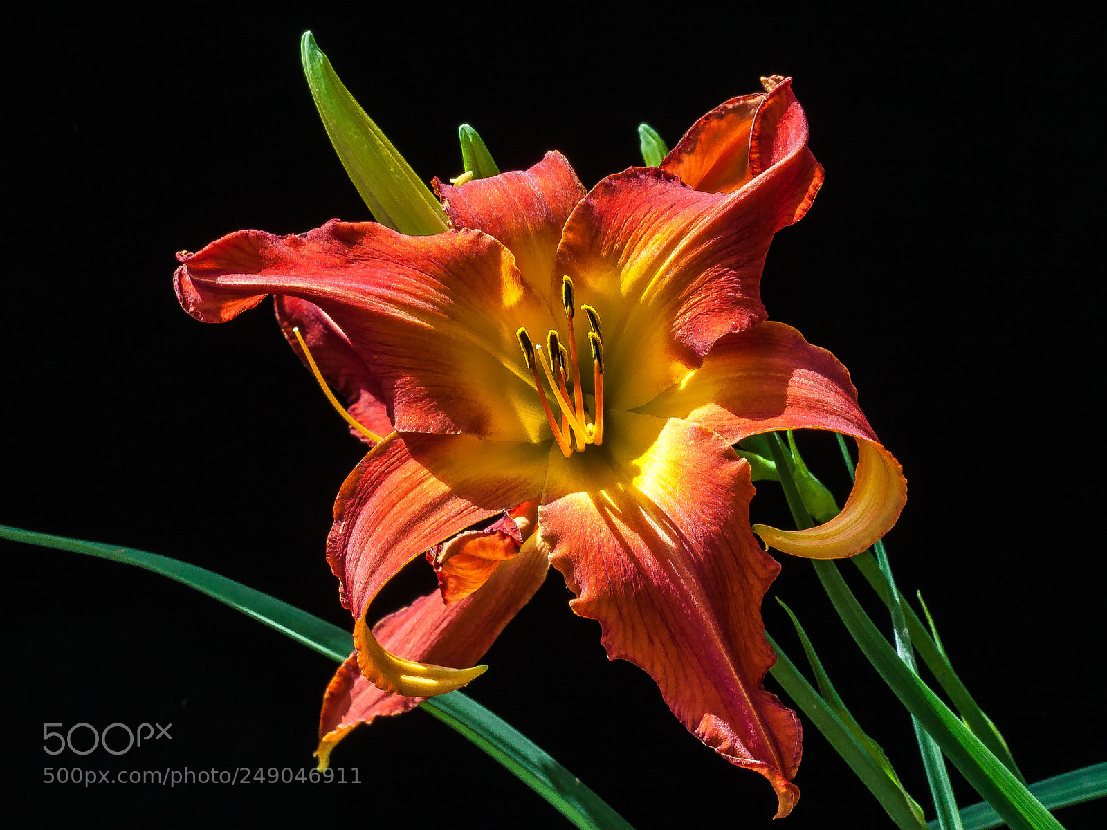 Canon EOS 50D sample photo. Day lily photography