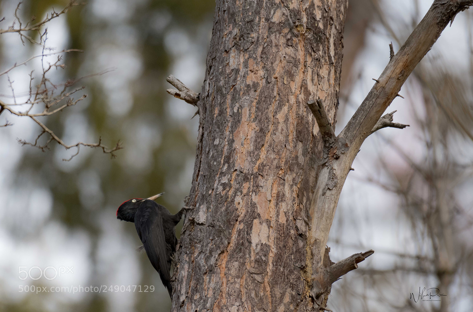 Nikon D500 sample photo. Black woodpecker photography