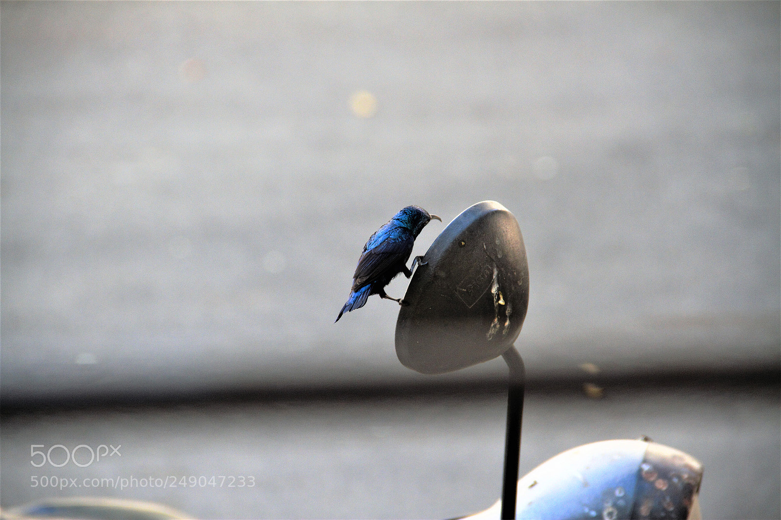 Canon EOS 7D sample photo. Sun bird | purple sunbird photography