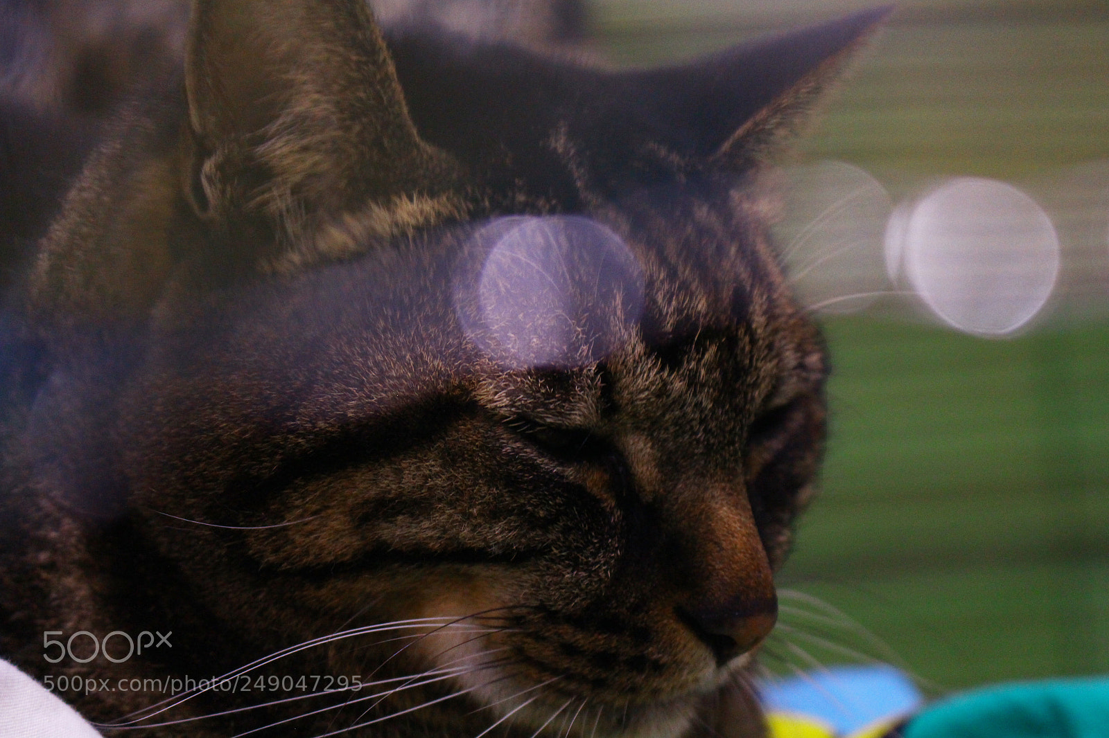 Canon EOS 700D (EOS Rebel T5i / EOS Kiss X7i) sample photo. Img photography