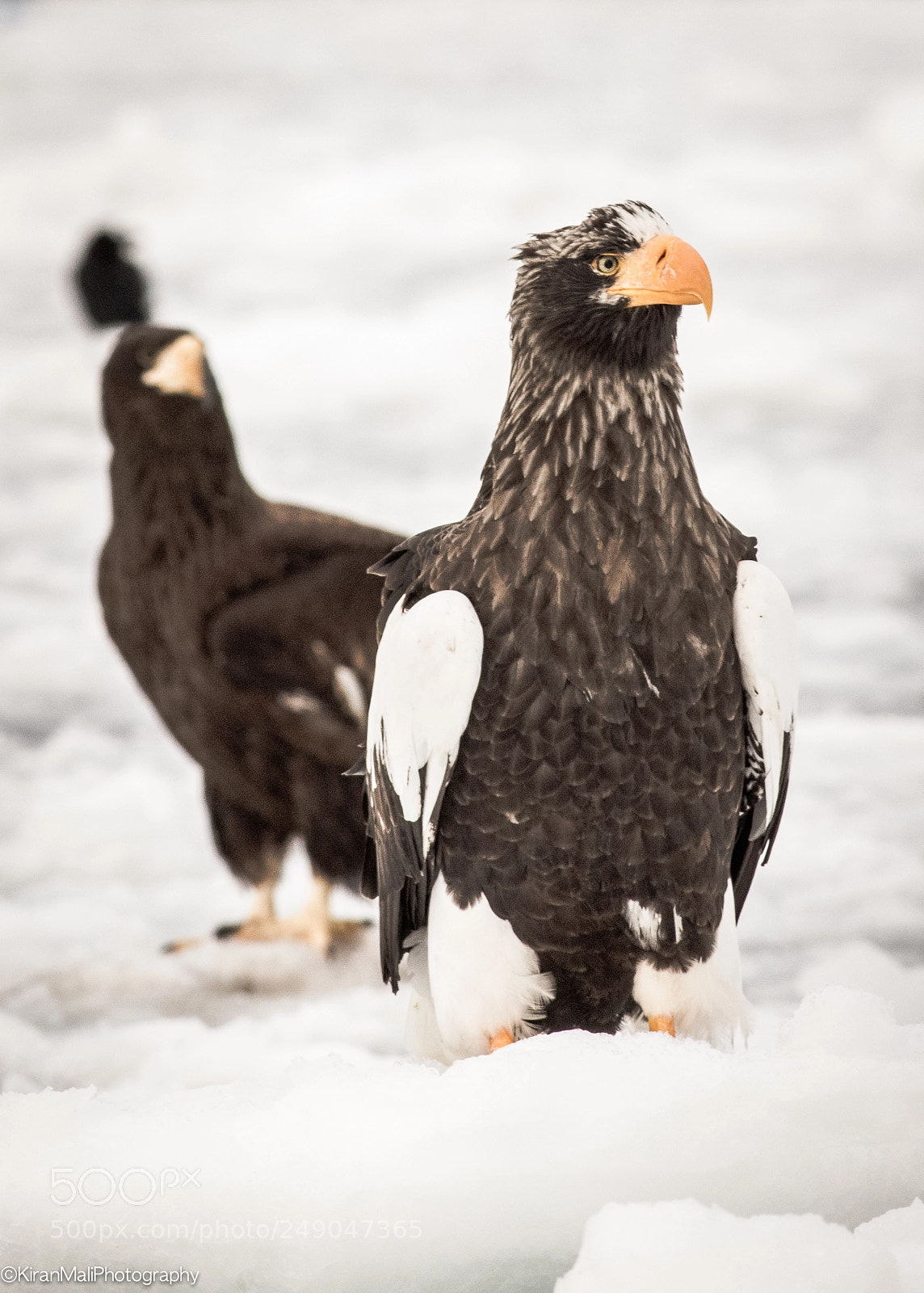 Canon EOS 7D Mark II sample photo. Steller sea eagle photography