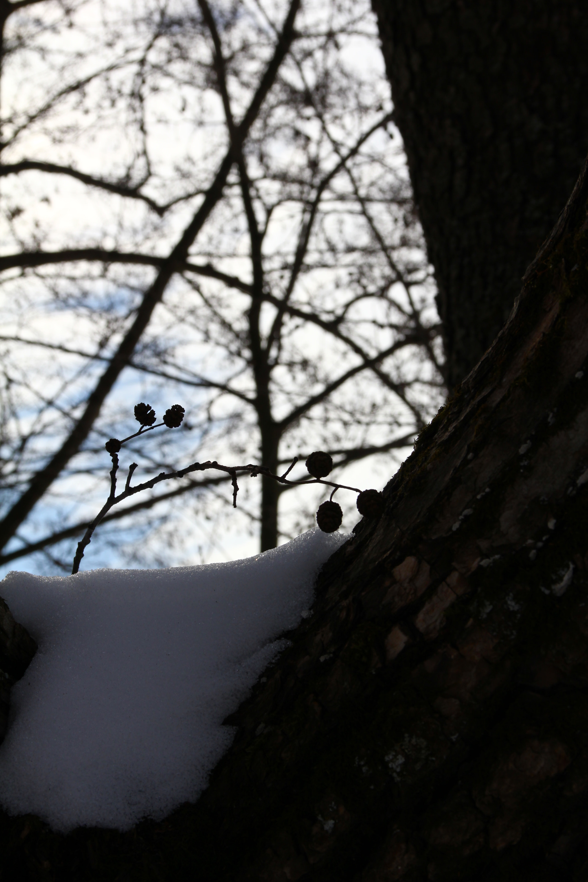 Canon EOS 60D sample photo. Img photography