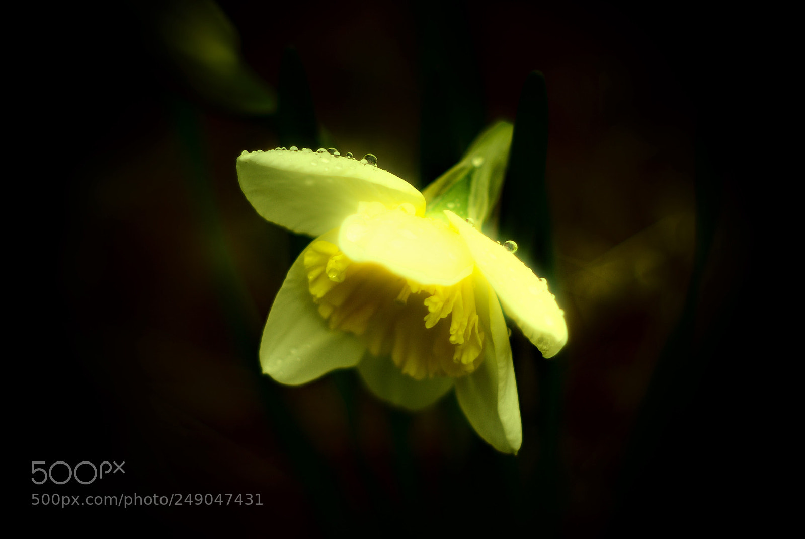 Pentax K10D sample photo. Morning daffodil photography