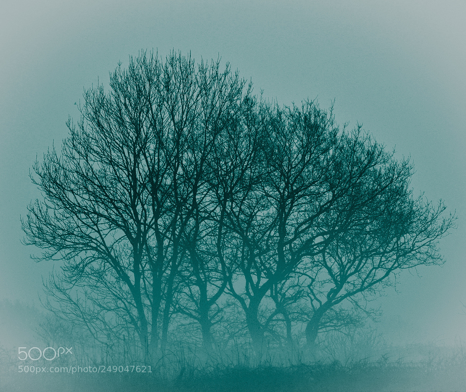 Nikon D3200 sample photo. A foggy day photography