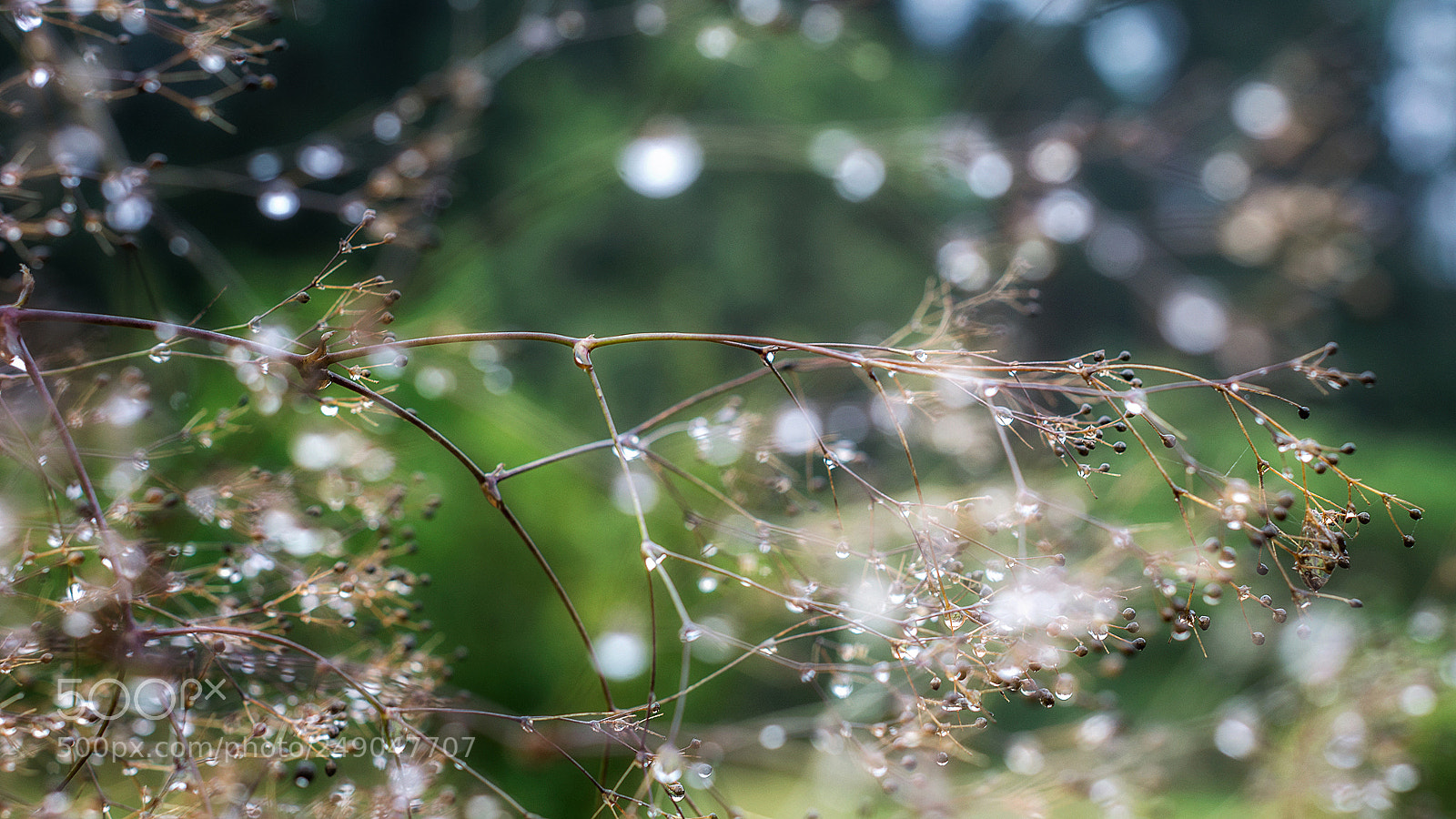 Nikon D7100 sample photo. Drops photography