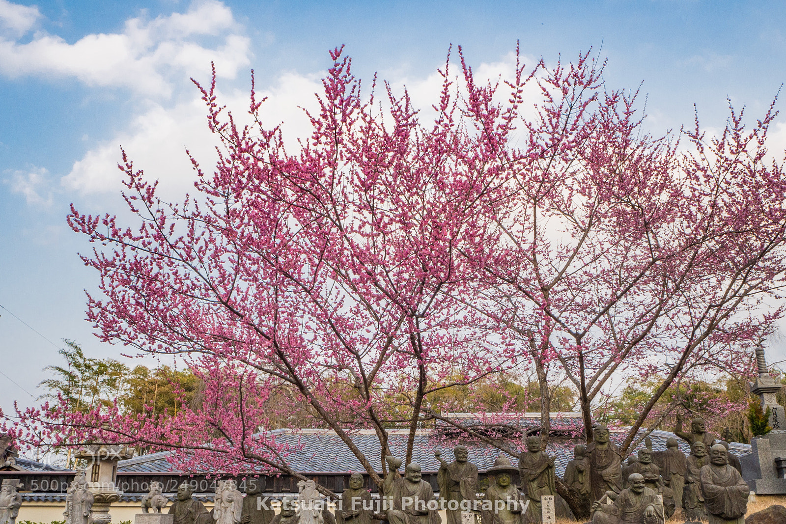 Olympus OM-D E-M10 sample photo. Arhatship photography