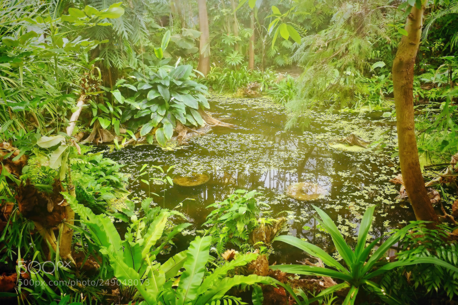 Nikon D5300 sample photo. Lake in greenhouse of photography