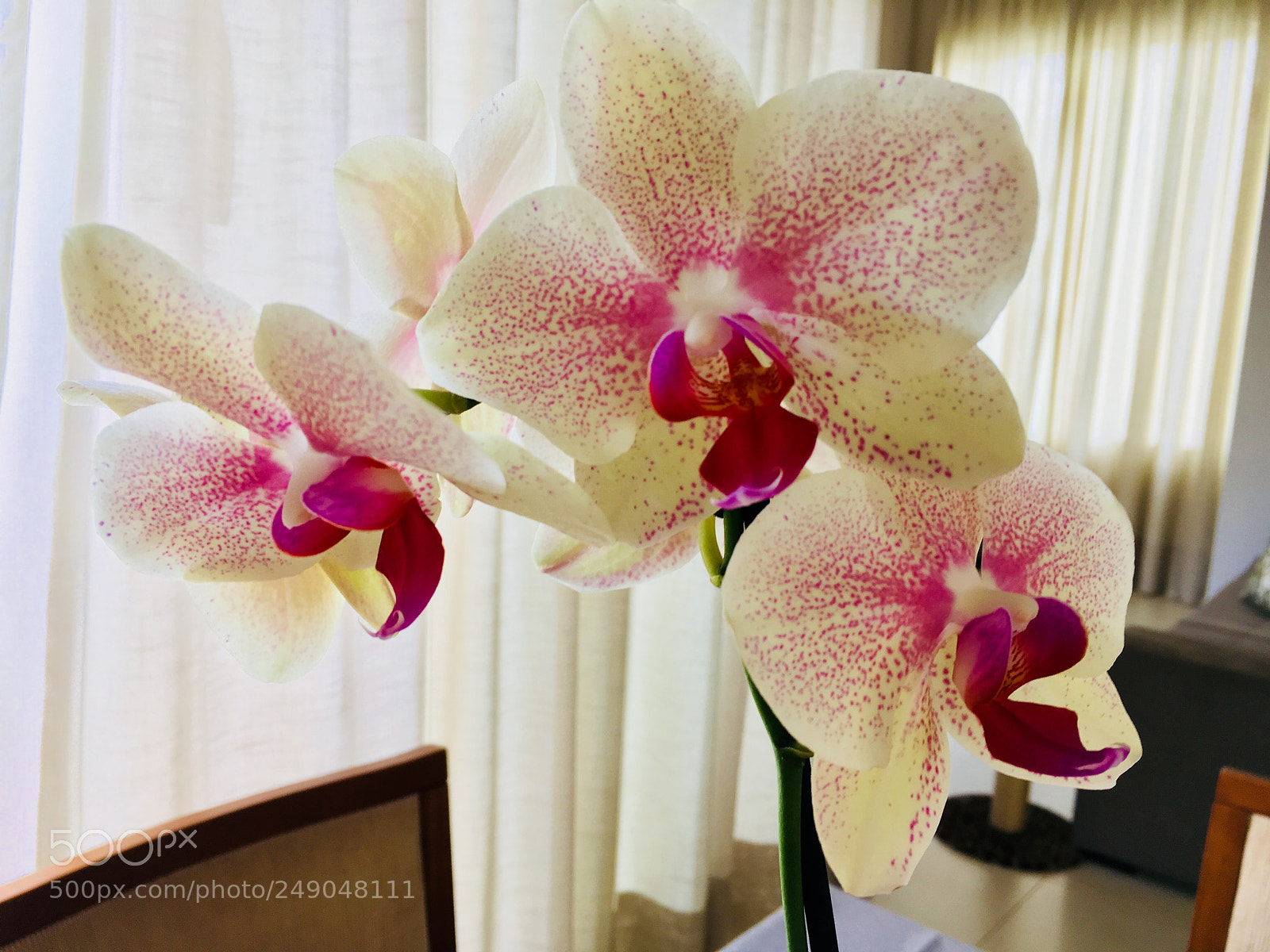Apple iPhone SE sample photo. Orchid photography