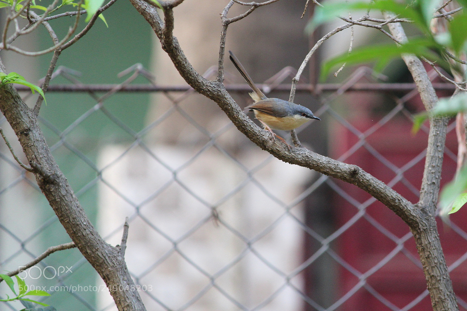 Canon EF-S 55-250mm F4-5.6 IS II sample photo. Img photography