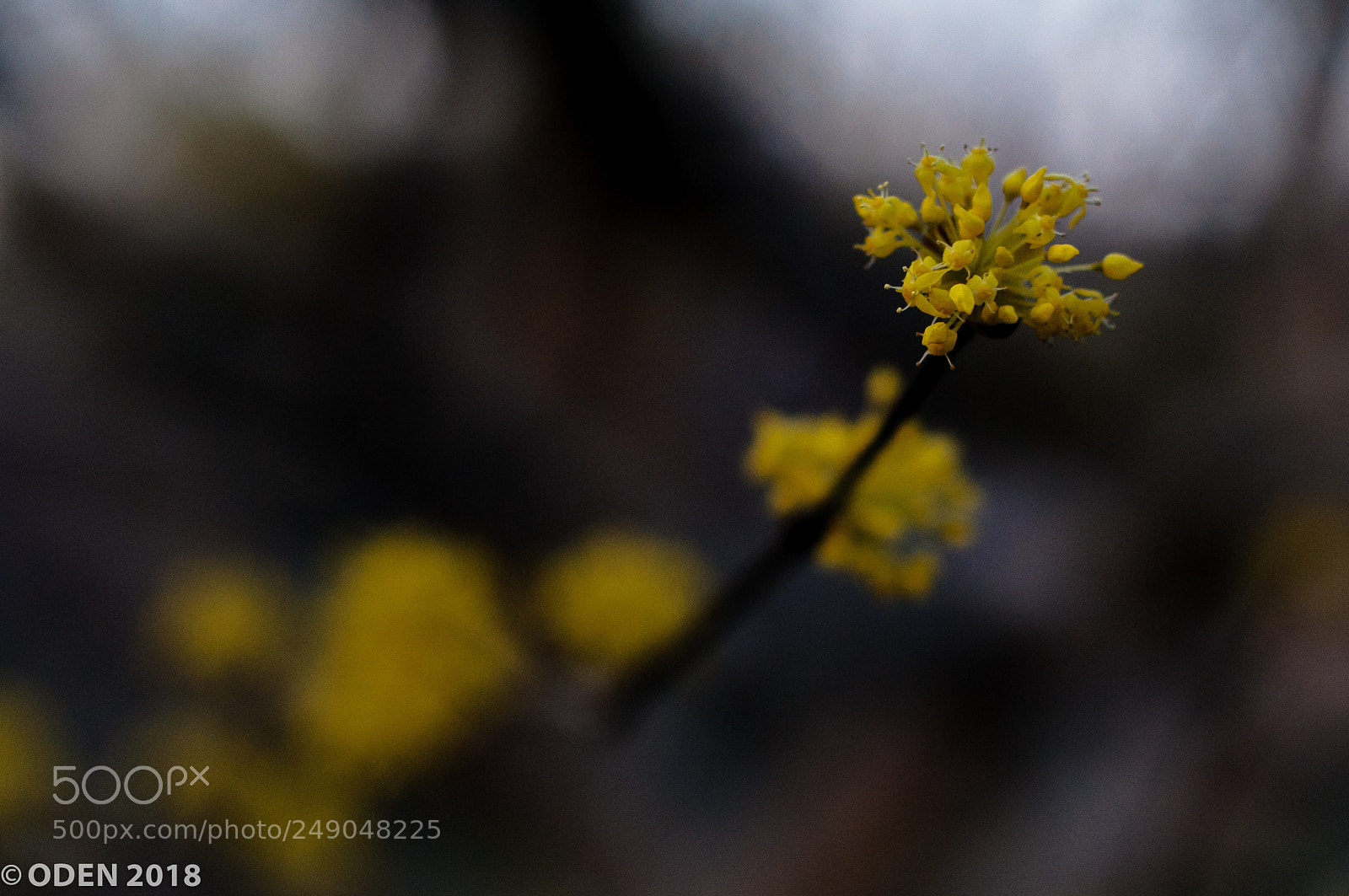 Nikon D300 sample photo. Spring flowers photography