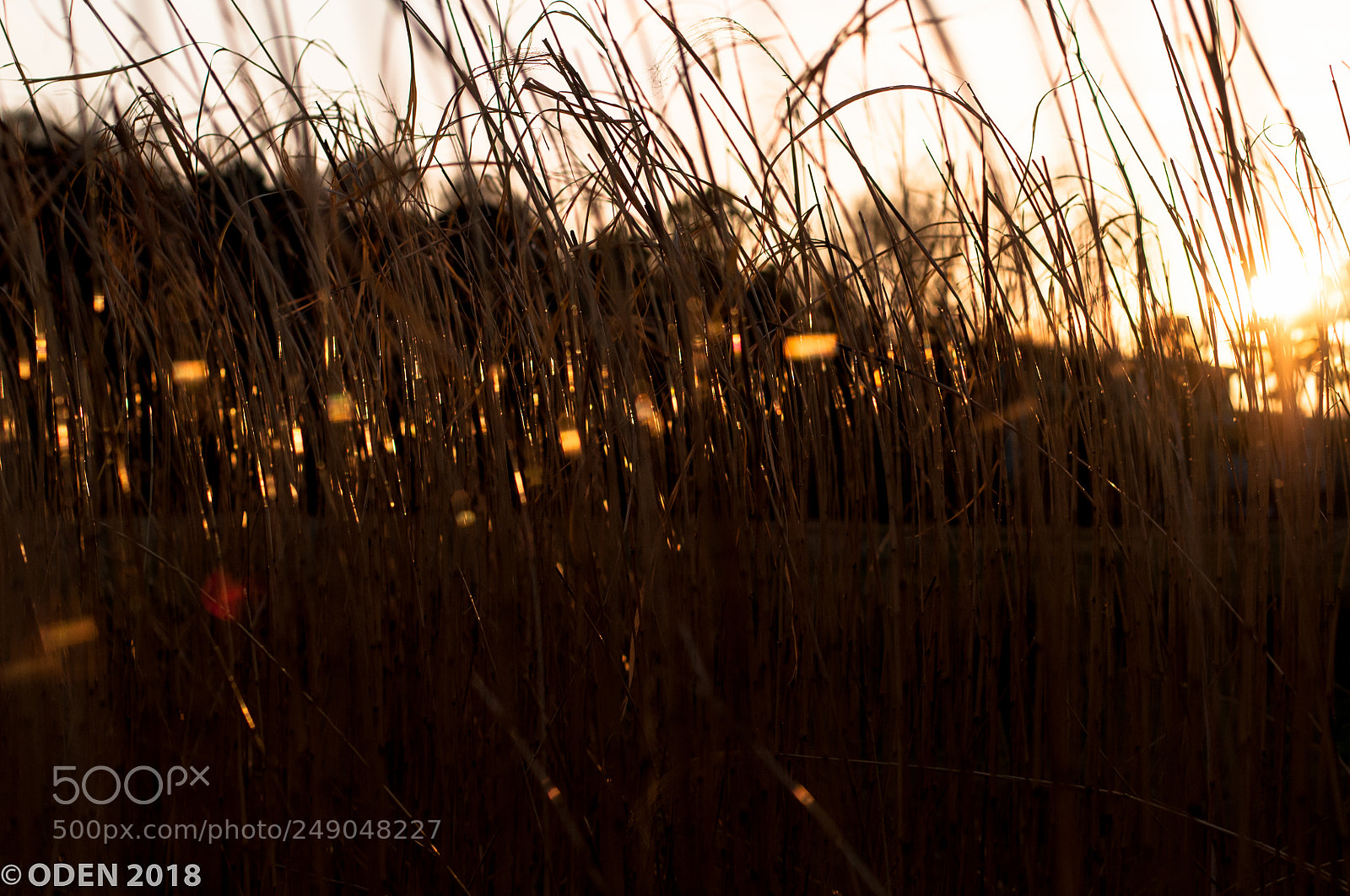 Nikon D300 sample photo. Catch sunlight photography