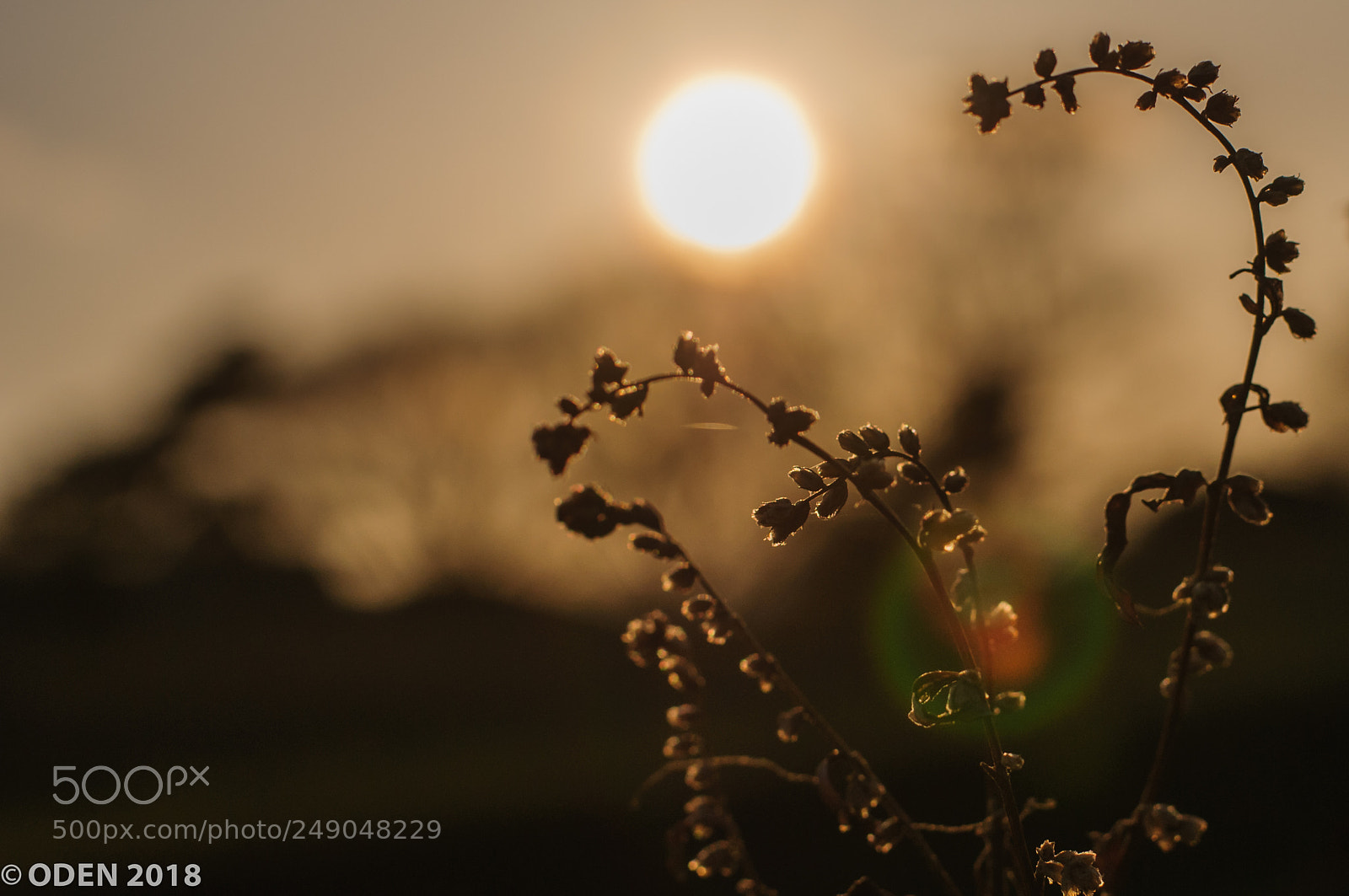 Nikon D300 sample photo. Silhouette photography