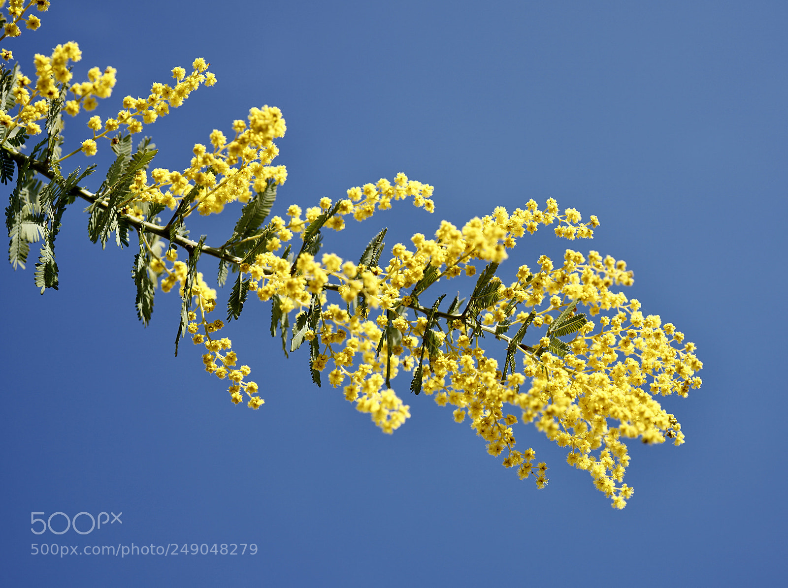 Sony a7 II sample photo. Spring has come! photography