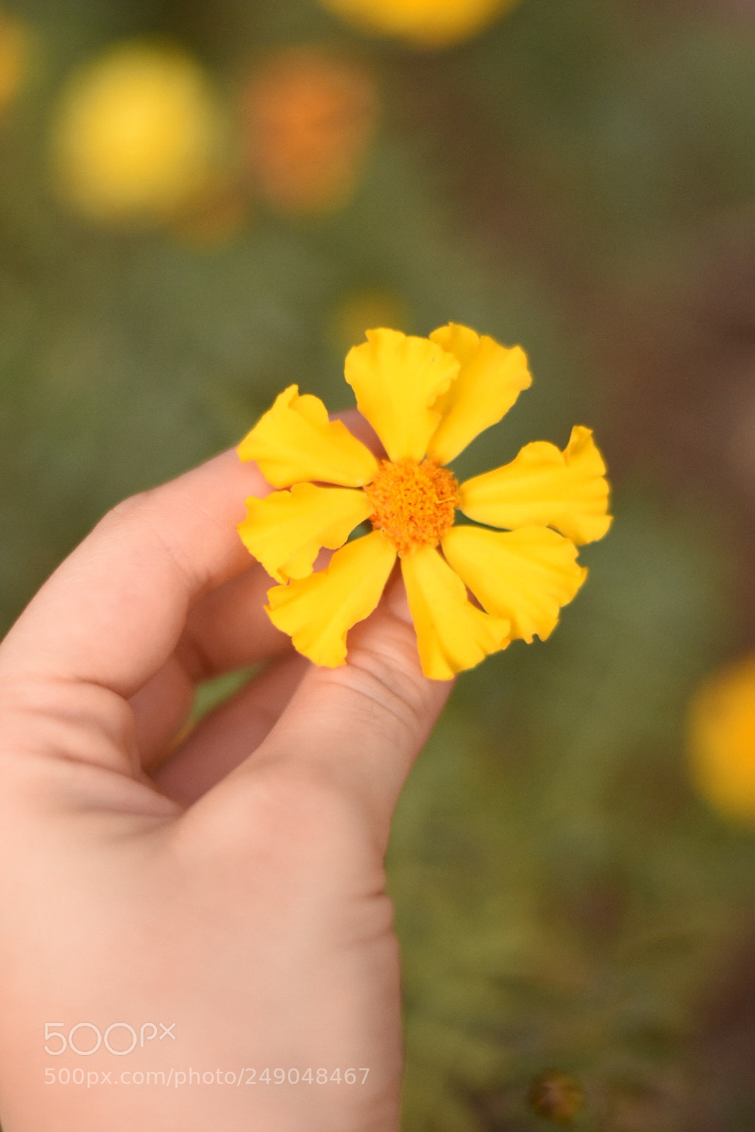 Nikon D7200 sample photo. Untitled photography