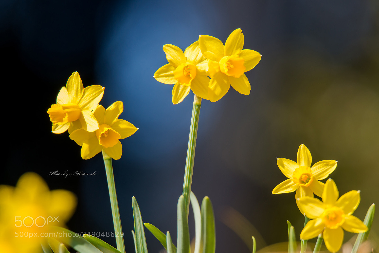 Nikon D800 sample photo. **yellow** photography