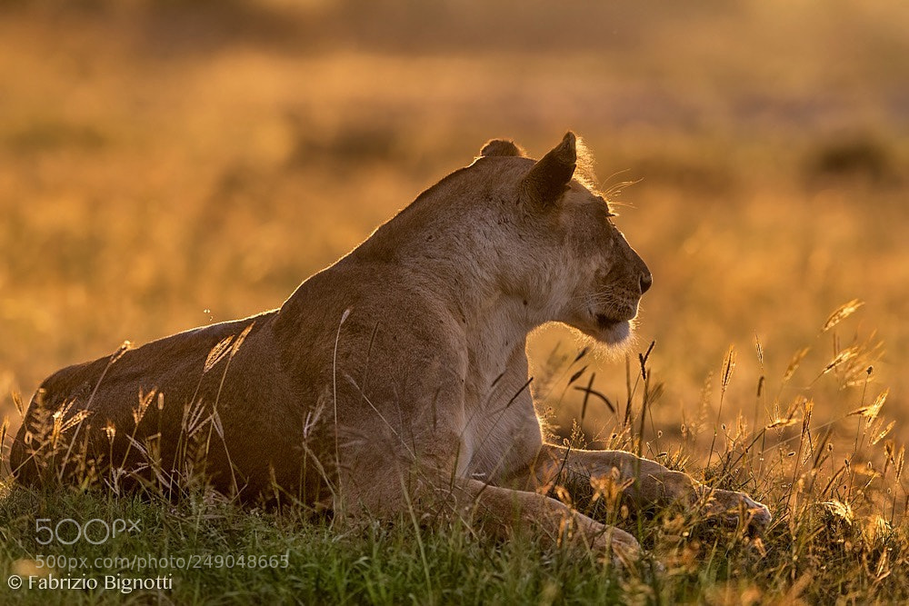 Nikon D5 sample photo. A lioness enjoying the photography