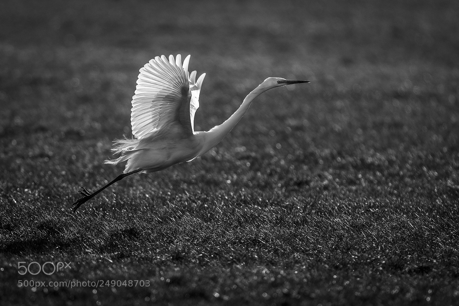 Nikon D500 sample photo. Great egret taking off photography