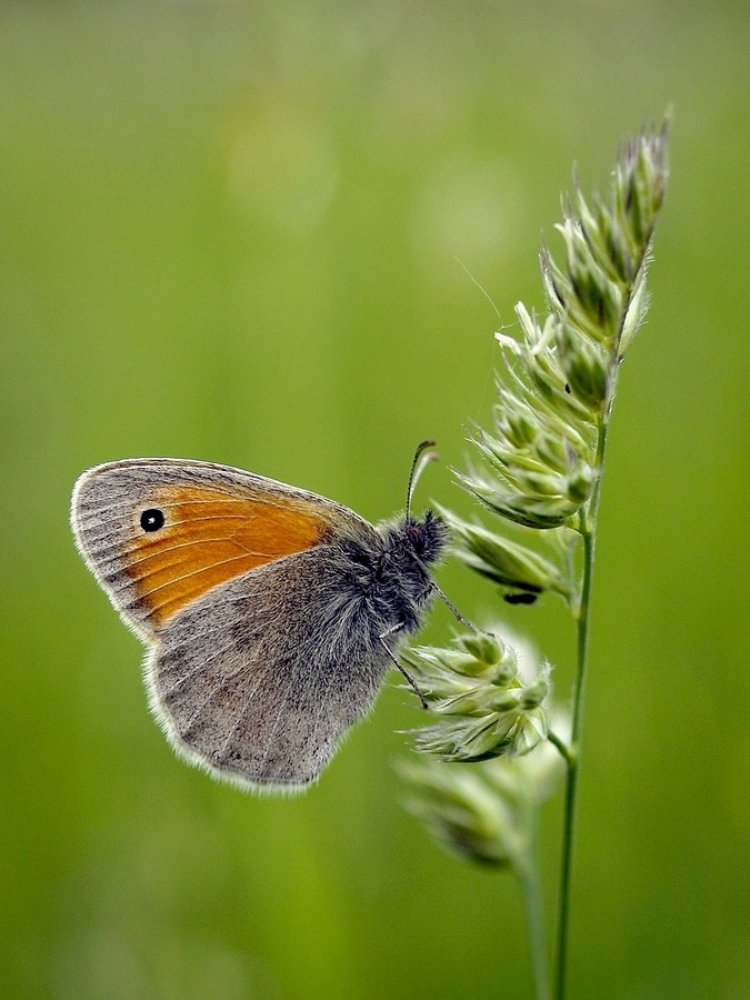 Olympus E-330 (EVOLT E-330) sample photo. Coenonympha pamphilus photography