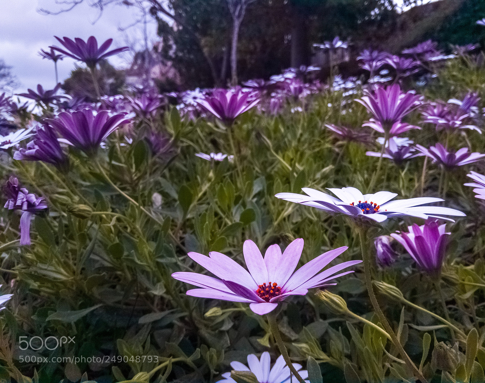 Xiaomi Redmi Note 4 sample photo. Flowers photography