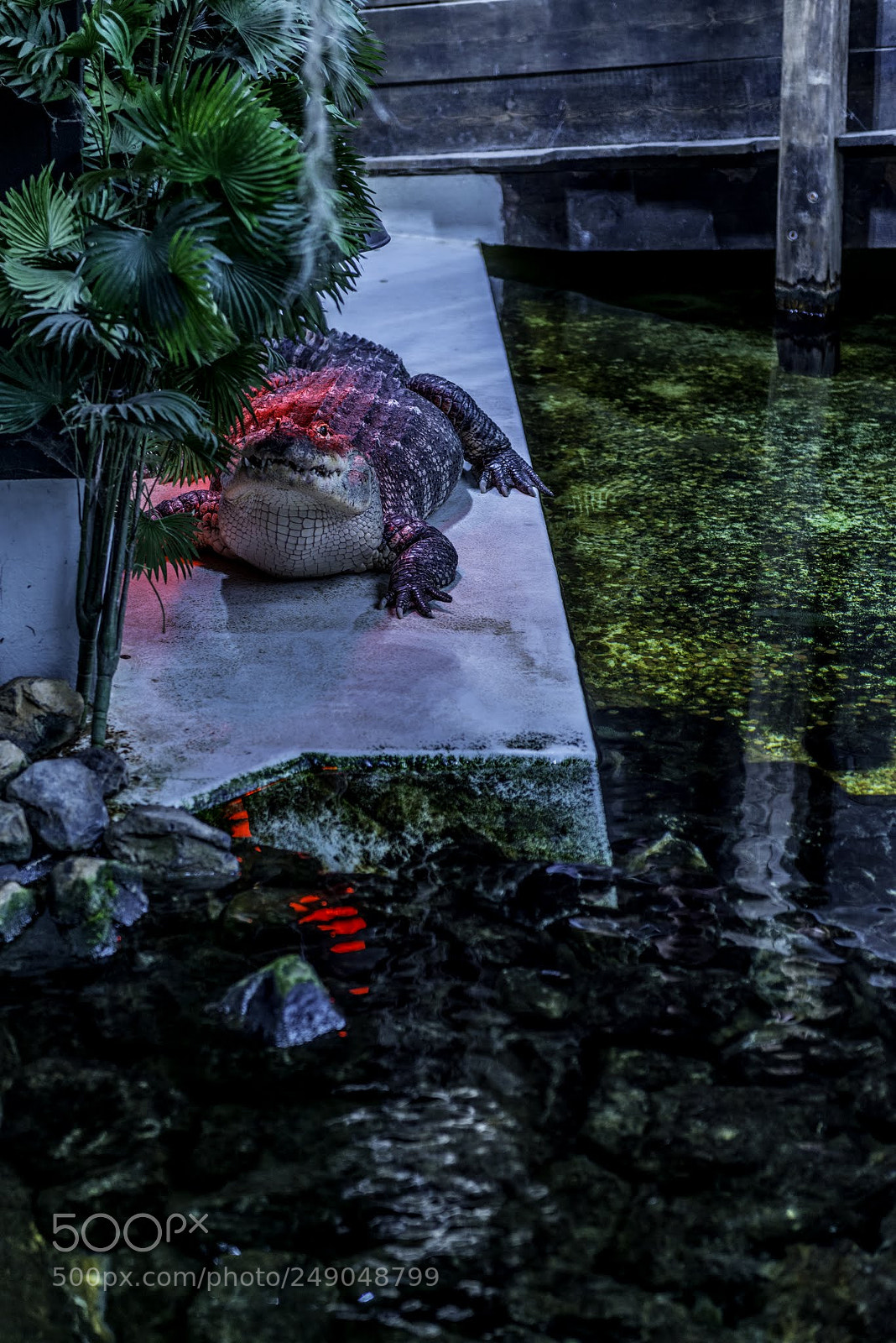 Nikon D800E sample photo. Crocodile photography