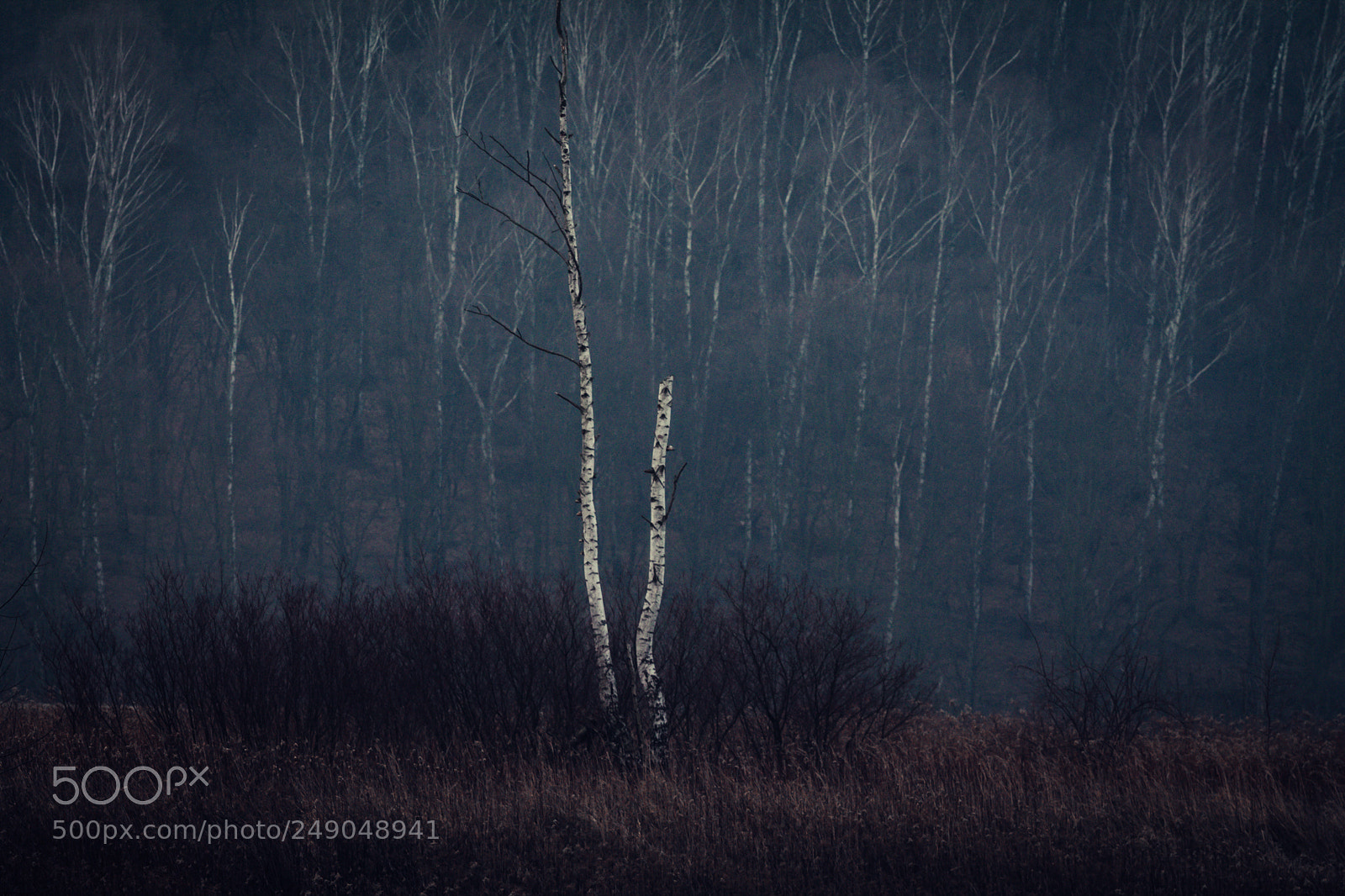 Canon EOS 1100D (EOS Rebel T3 / EOS Kiss X50) sample photo. Lonely tree near tyniec. photography