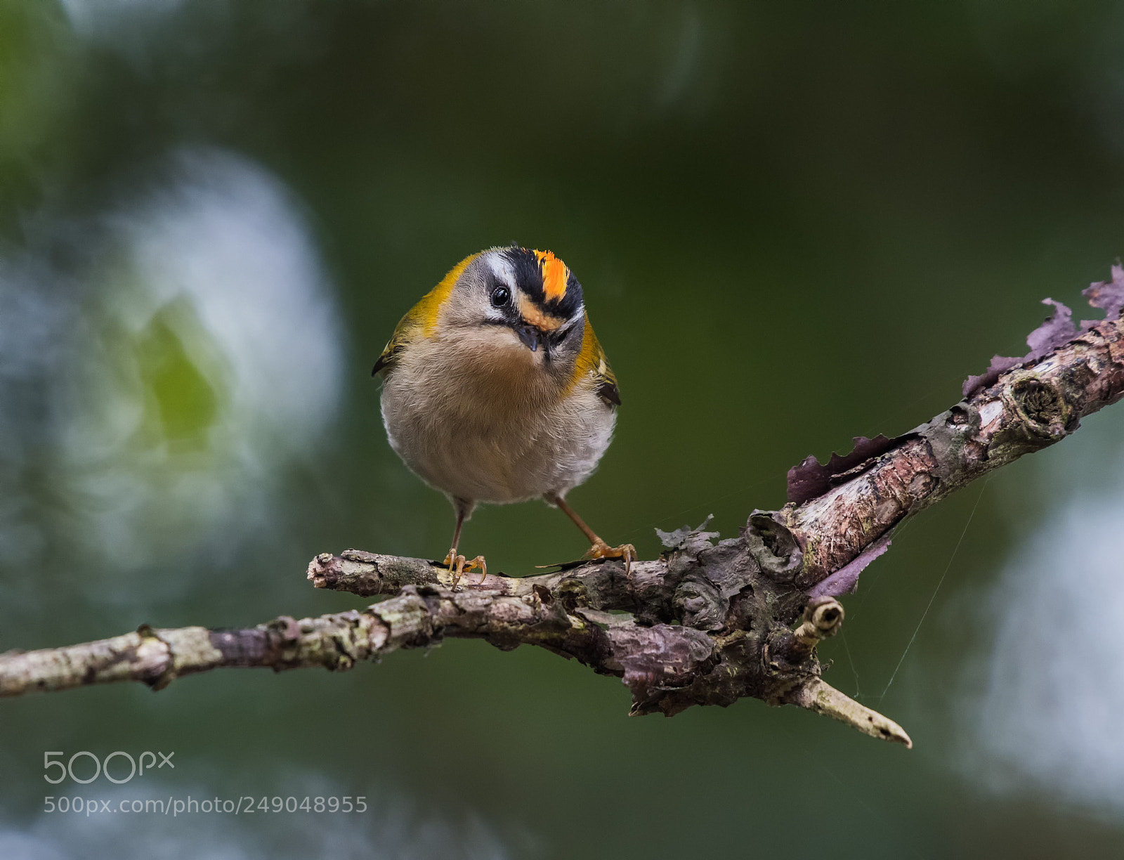 Nikon D500 sample photo. Firecrest ii photography