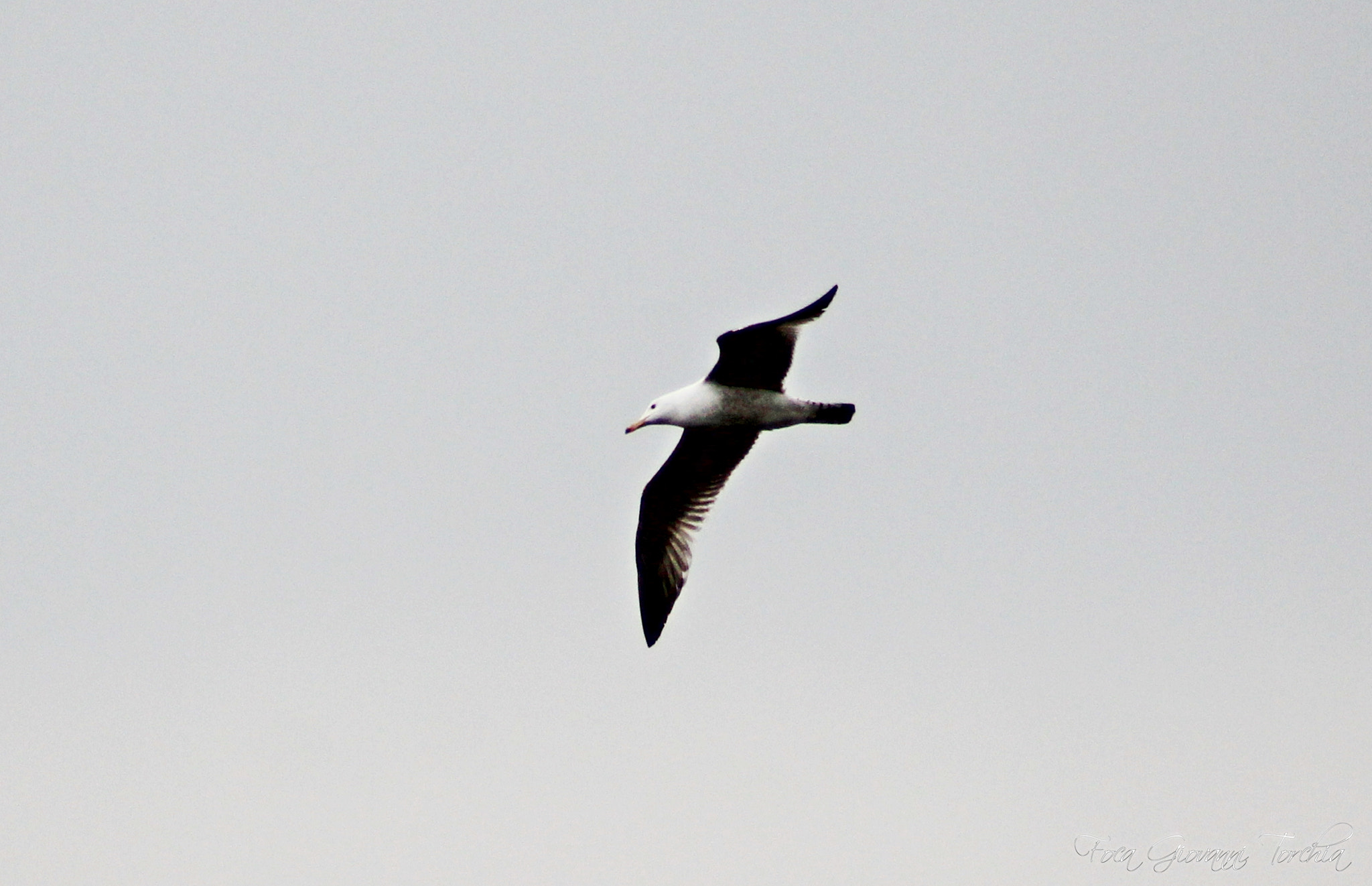 Canon EOS 1200D (EOS Rebel T5 / EOS Kiss X70 / EOS Hi) sample photo. Gabbiano photography