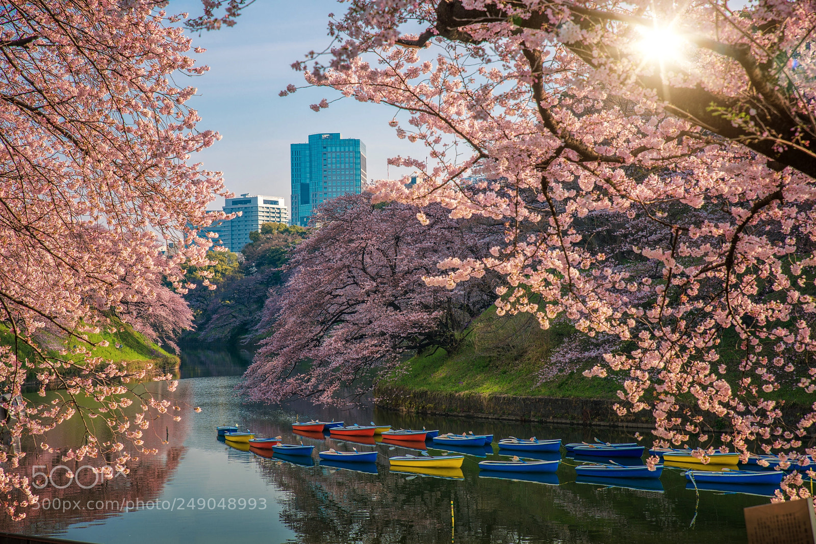 Nikon D800 sample photo. Shidorigafuji tokyo photography