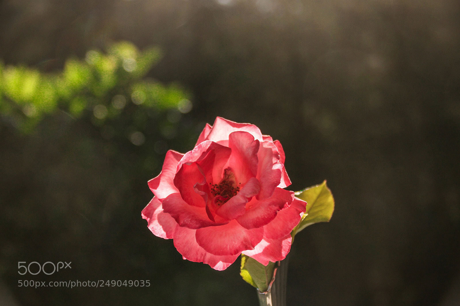 Canon EOS 500D (EOS Rebel T1i / EOS Kiss X3) sample photo. Rosa a contraluz photography