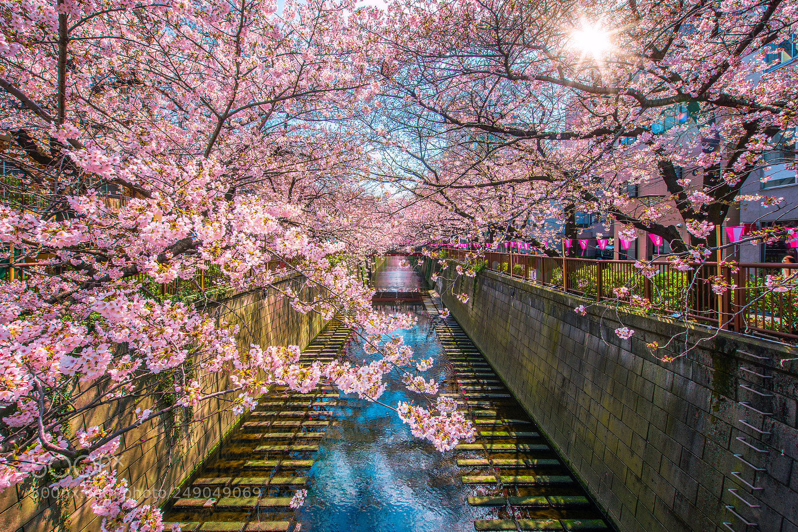 Nikon D800 sample photo. Cherry blossom sakura lined photography