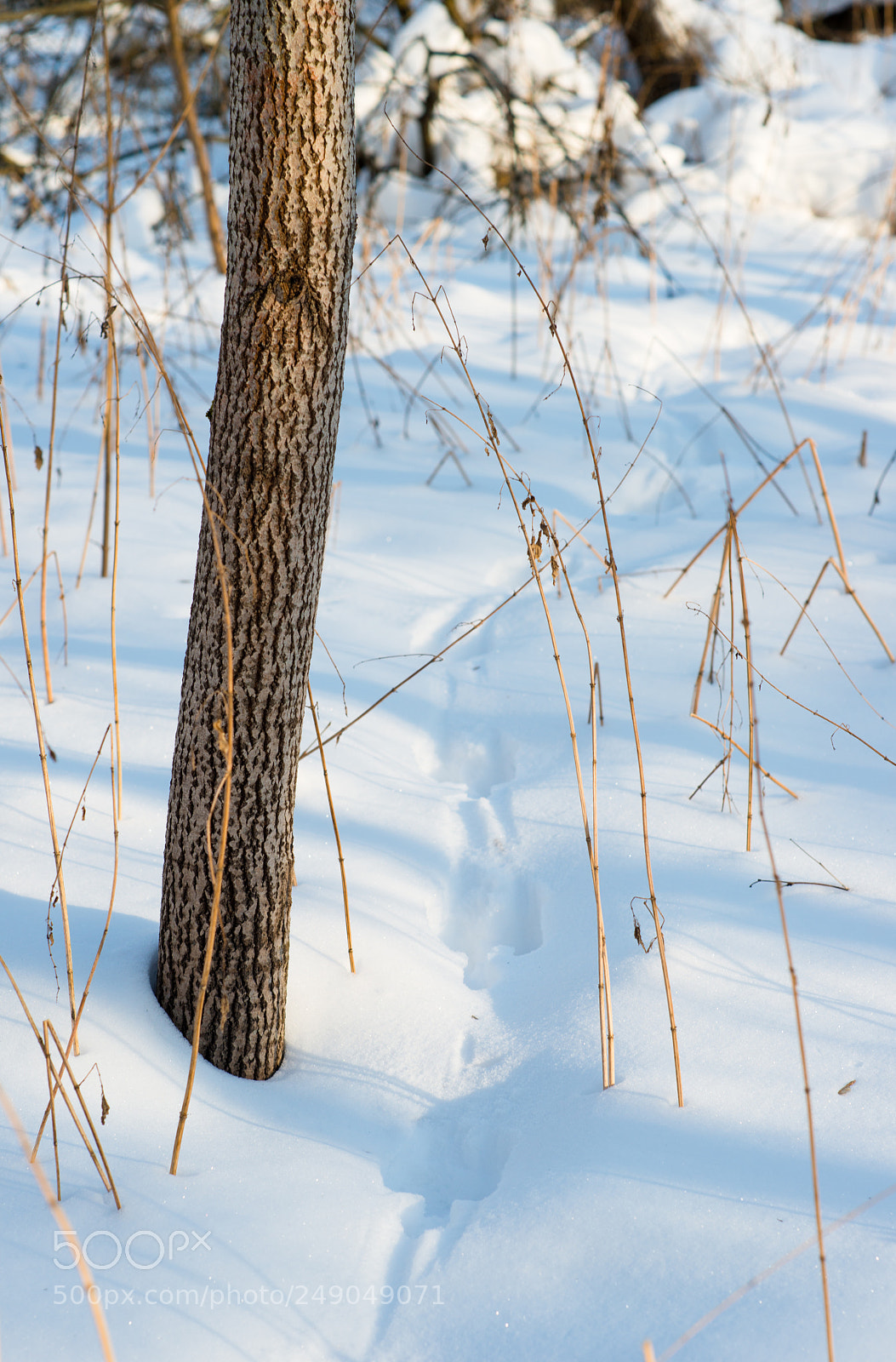 Nikon D800 sample photo. Hare-footprint photography
