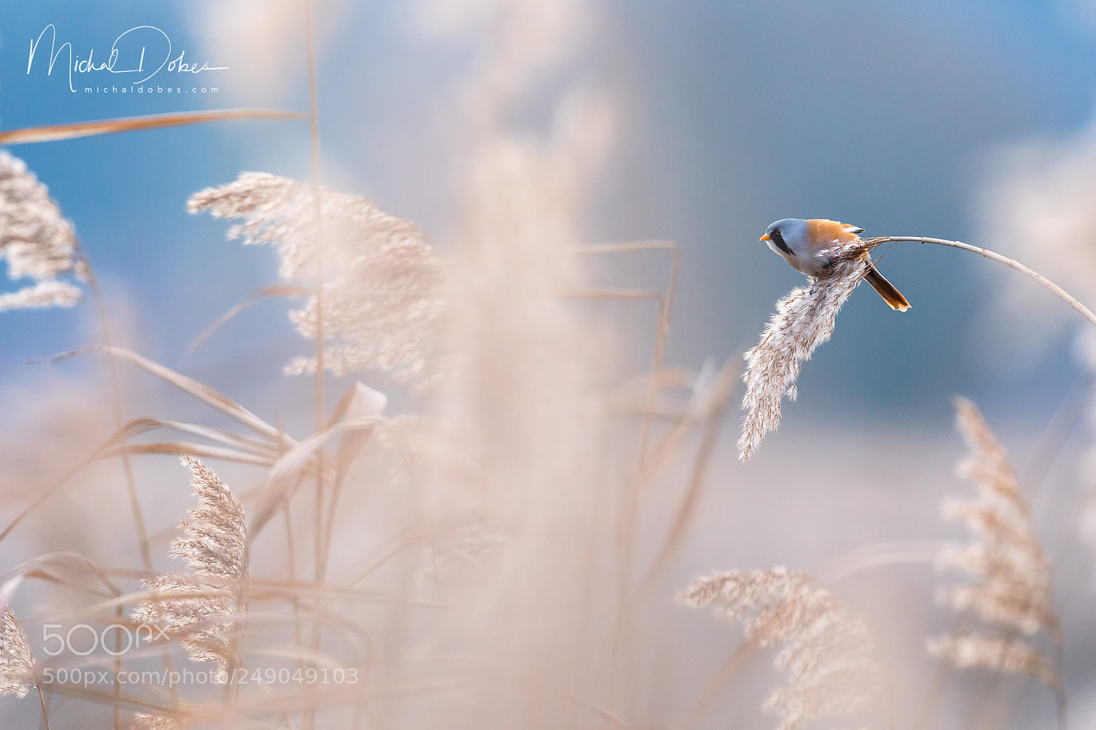 Canon EOS 5D Mark IV sample photo. Bearded reedling photography