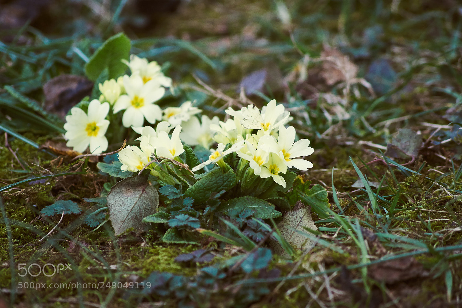Sony SLT-A58 sample photo. Primrose photography