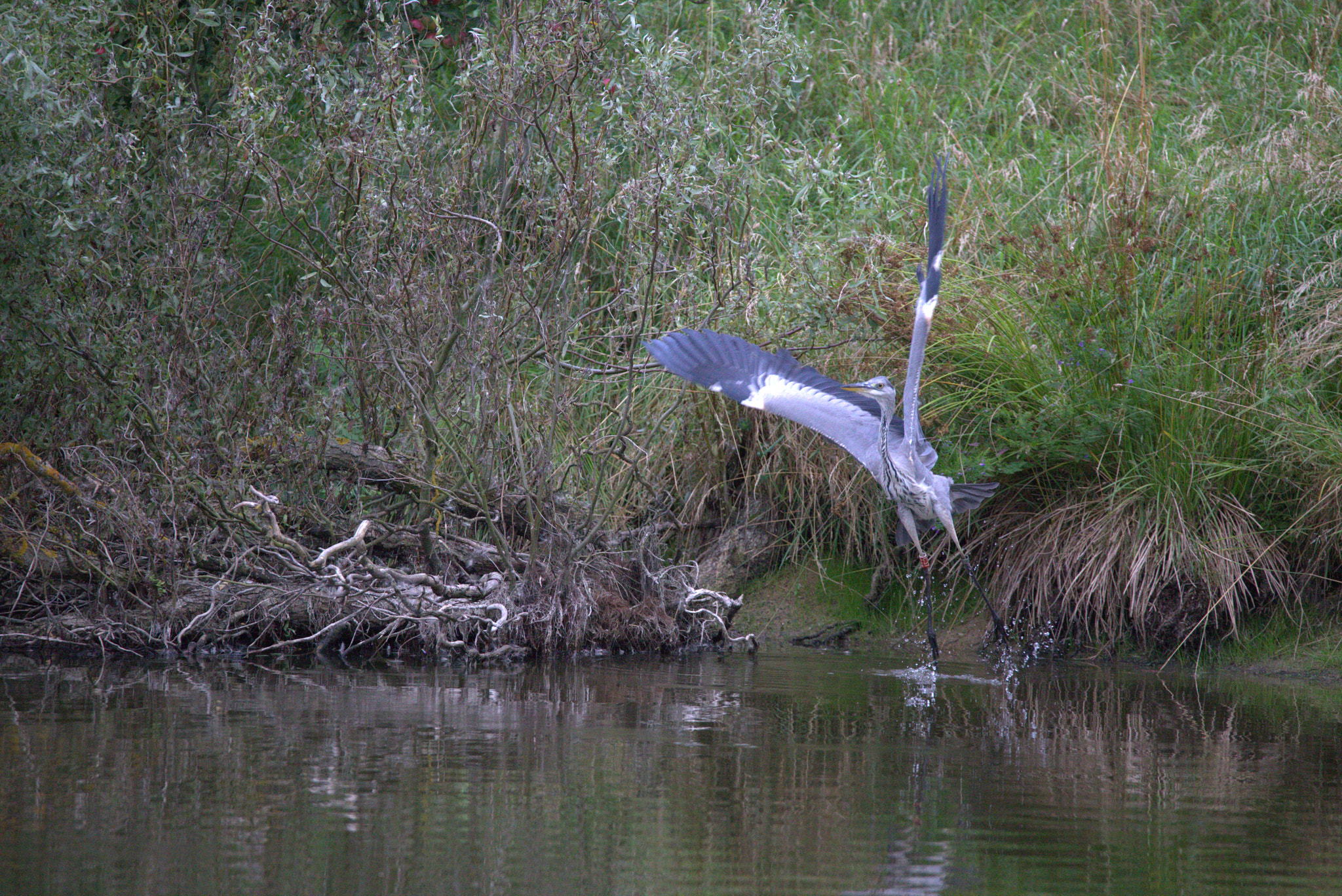 Canon EOS 6D + Sigma 150-600mm F5-6.3 DG OS HSM | C sample photo. Heron at morning hunt photography