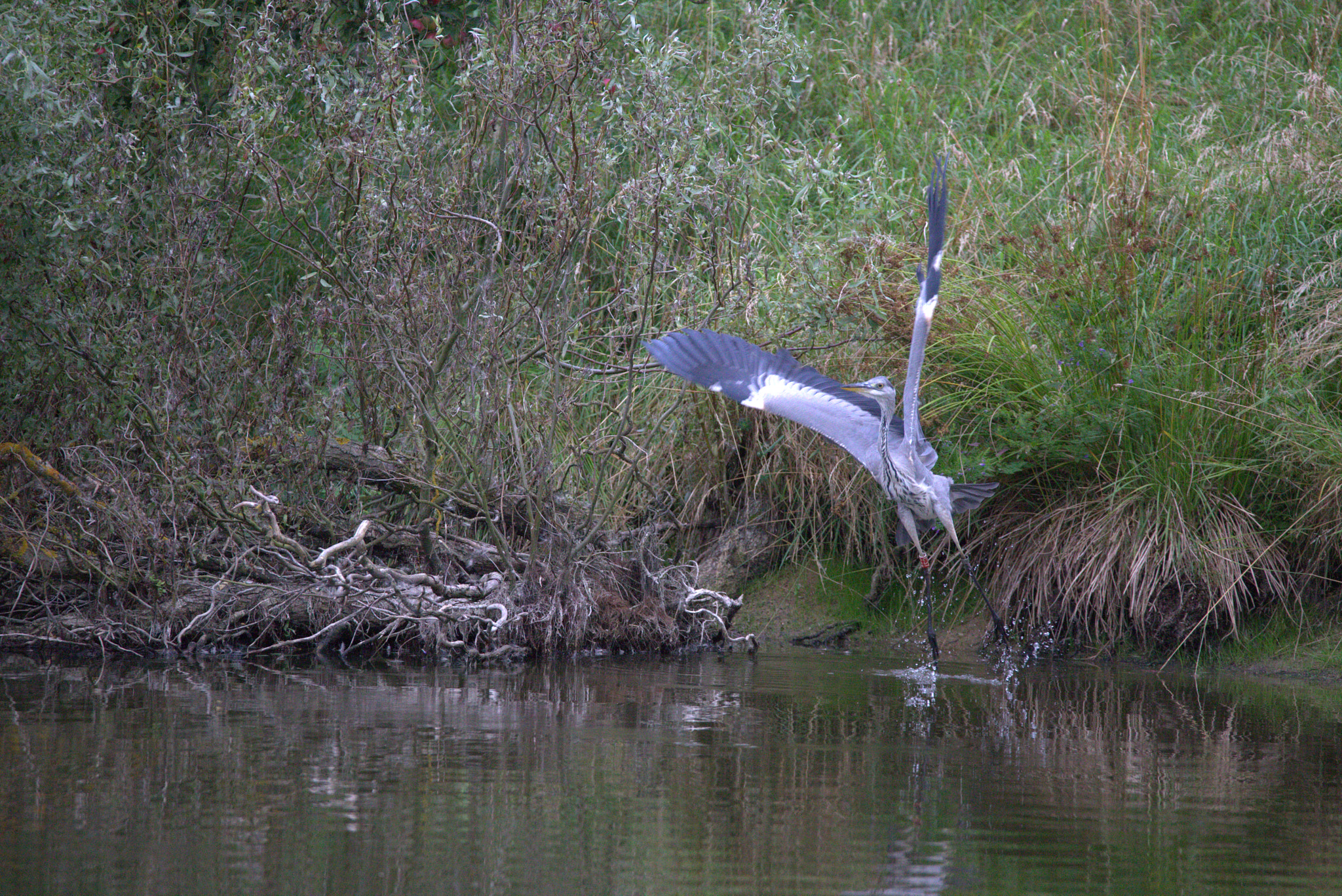 Sigma 150-600mm F5-6.3 DG OS HSM | C sample photo. Heron at morning hunt photography
