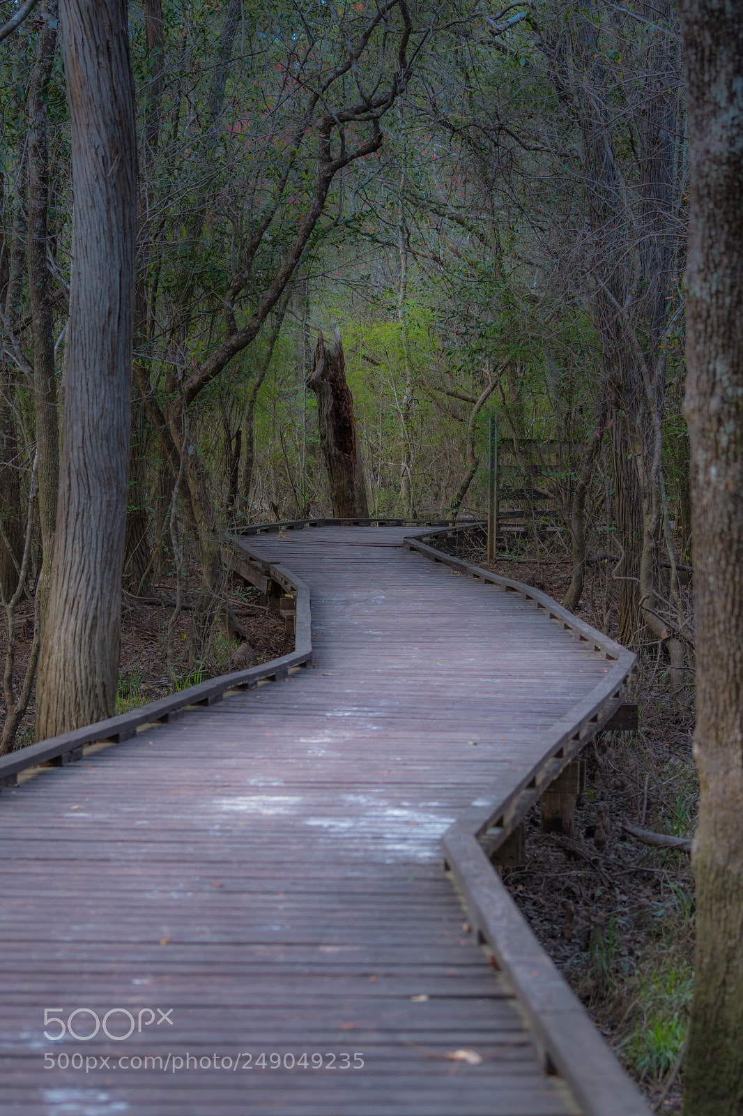 Nikon D500 sample photo. Blackwater river state park photography