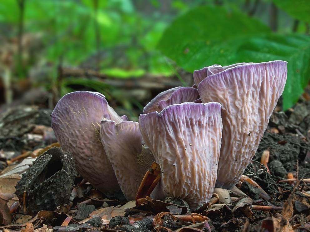 Olympus E-330 (EVOLT E-330) sample photo. Gomphus clavatus ( pig´s ear mushroom) photography