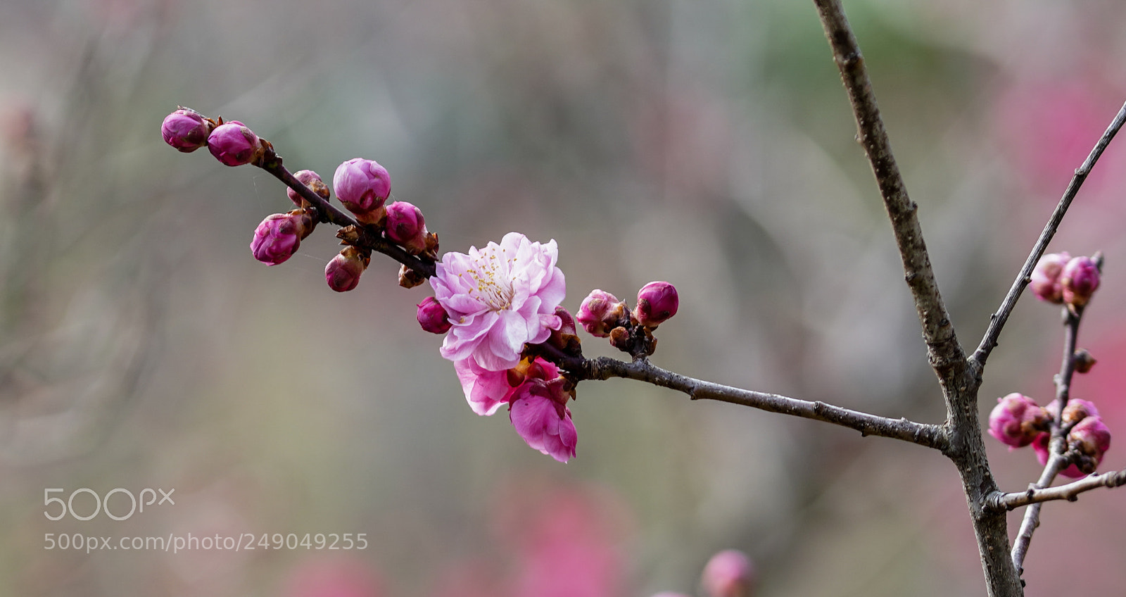 Sony a7R III sample photo. First blossoms photography