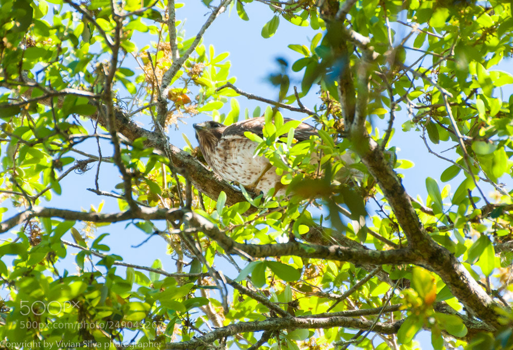 Canon EOS 40D sample photo. Hawk photography