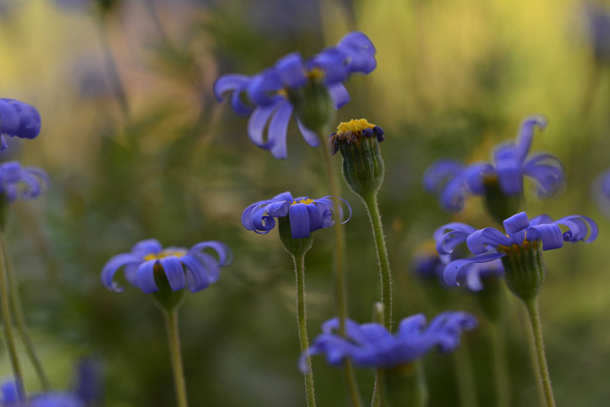 Nikon D7100 sample photo. Blue photography