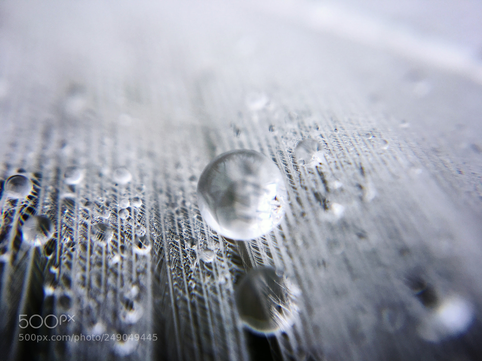 Apple iPhone 6s Plus sample photo. Drop on a feather photography