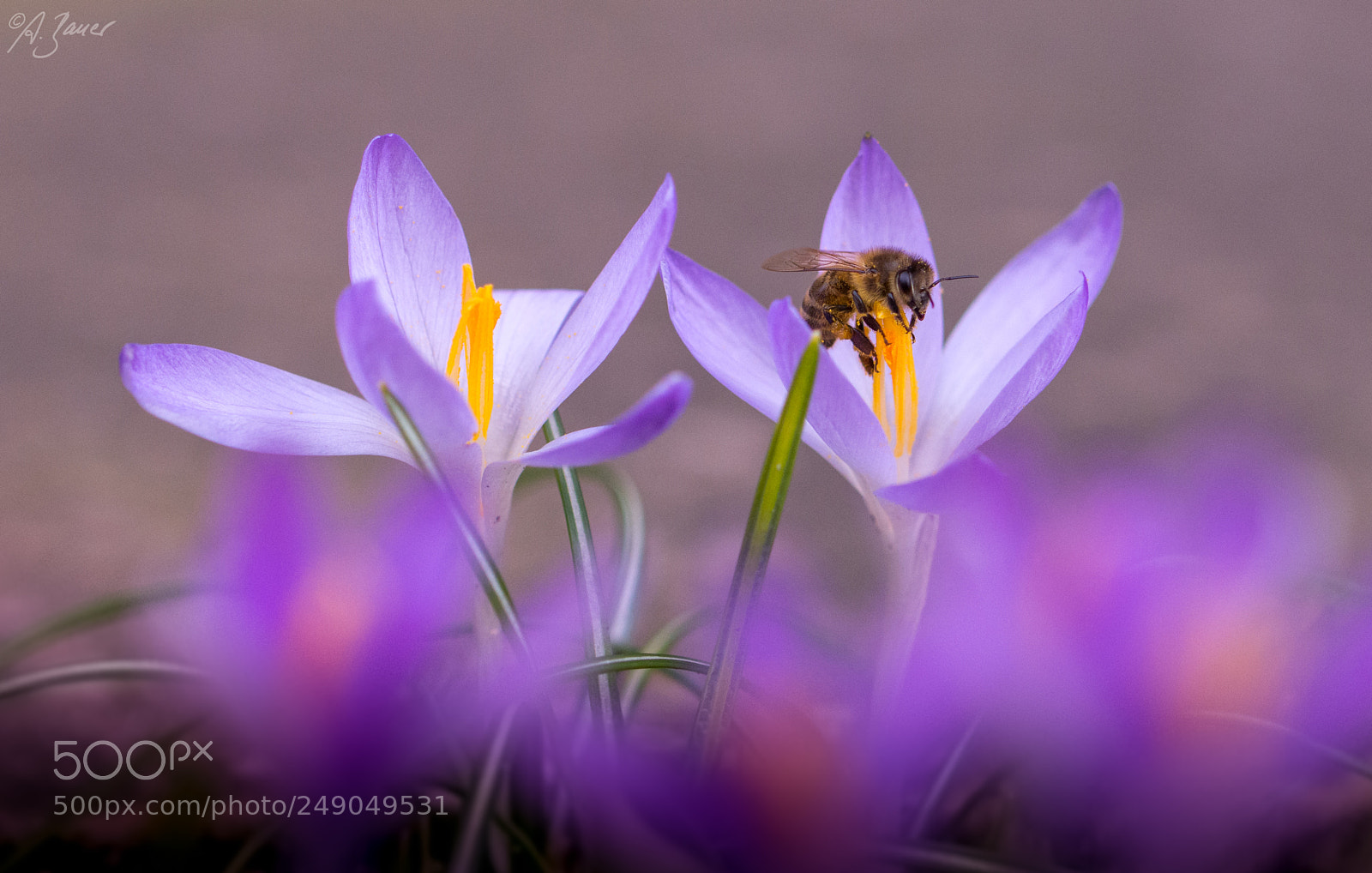 Nikon D7200 sample photo. Frühlingsgefühle photography