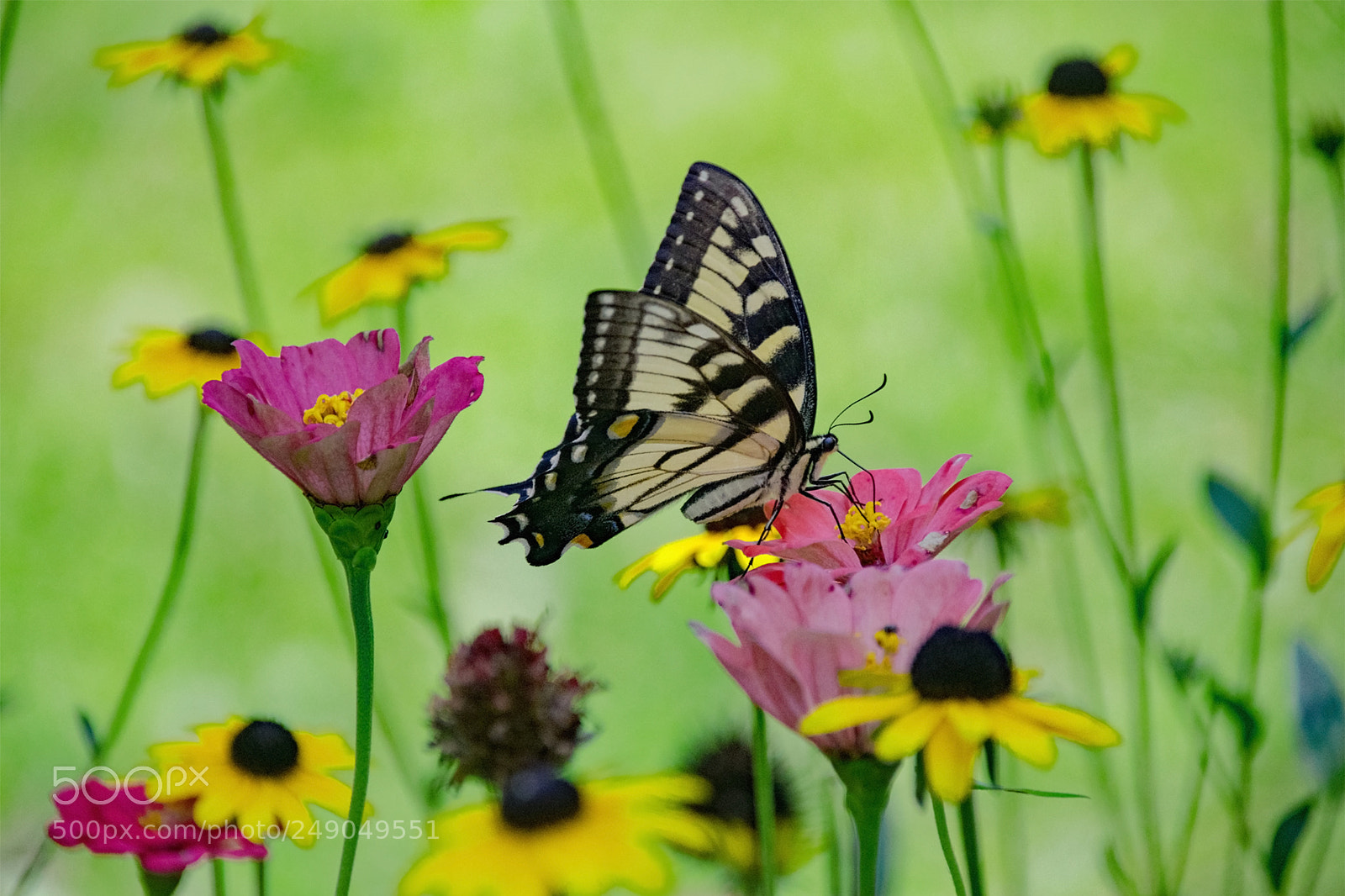 Nikon D5300 sample photo. Ets yellow photography