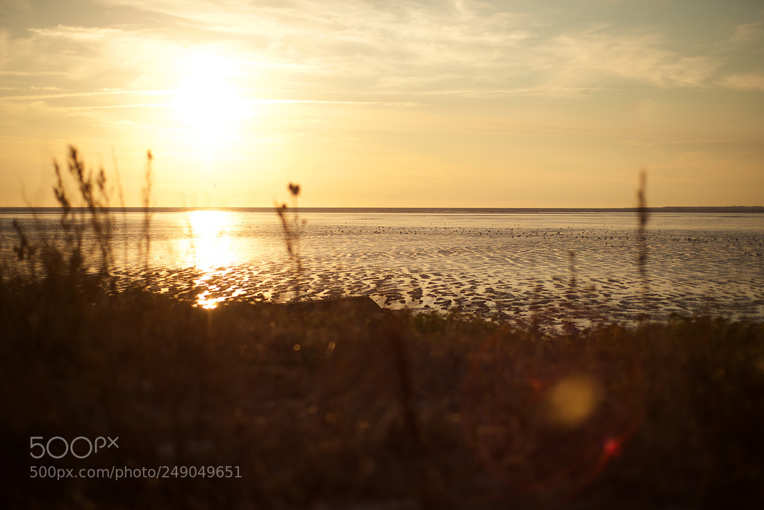 Nikon D800 sample photo. The golden hour sunlight ? photography