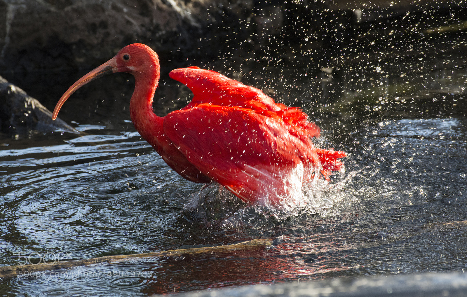 Nikon D7100 sample photo. Redbird photography