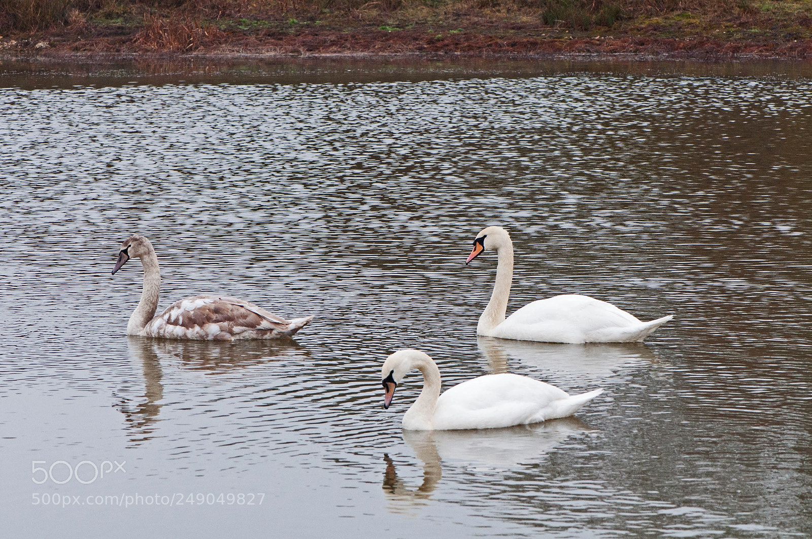 Nikon D90 sample photo. Greenham common swans photography