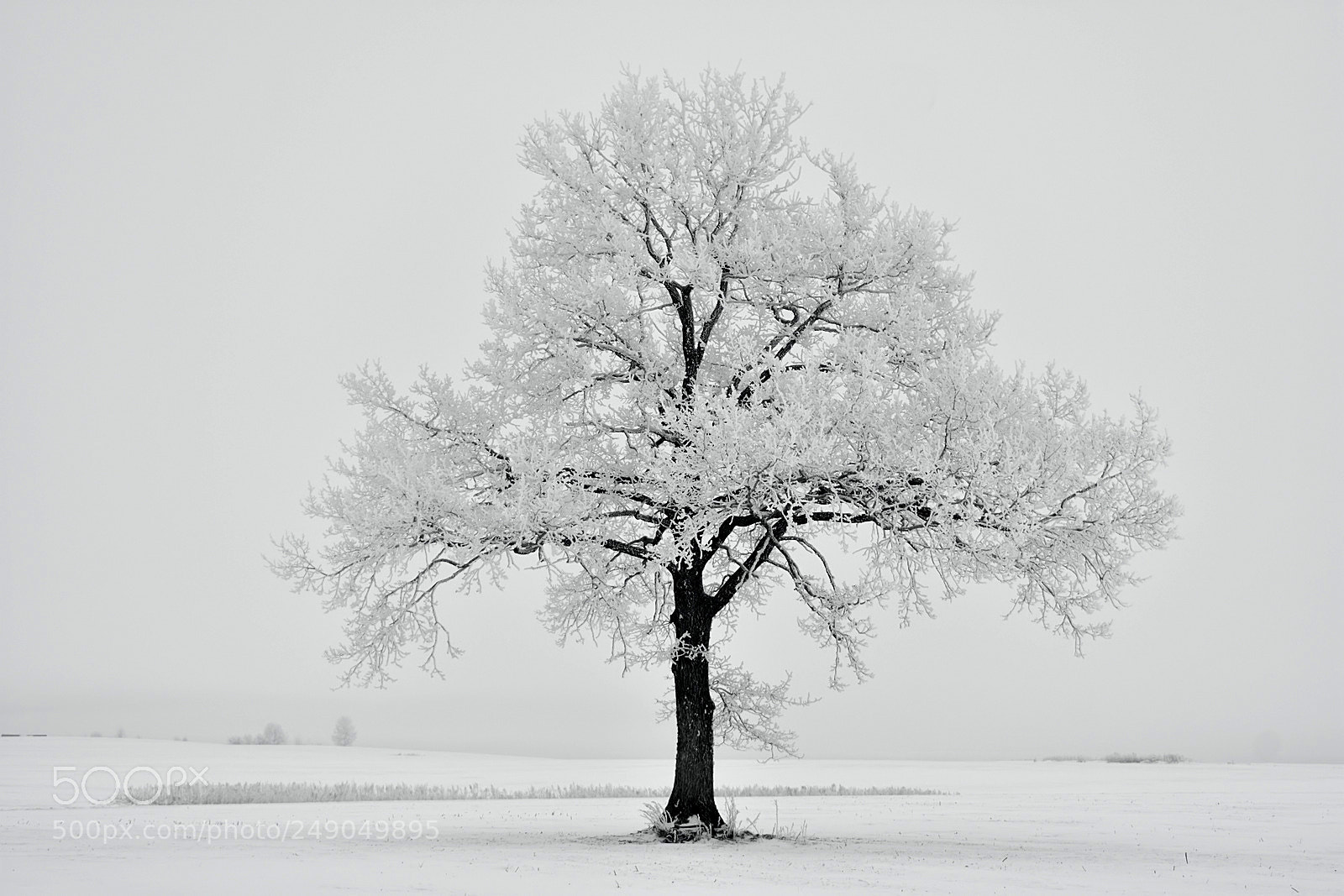 Nikon D3400 sample photo. Foggy day photography