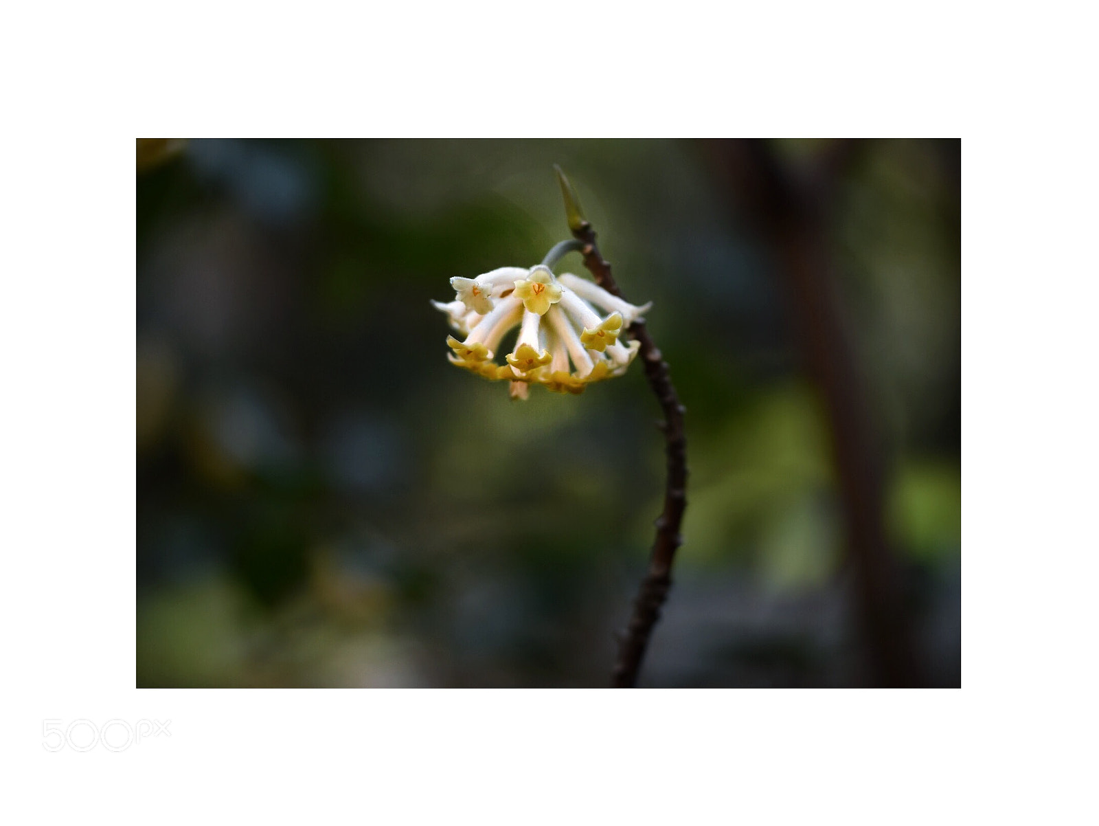 Nikon D5500 sample photo. Spring blooms 6 photography