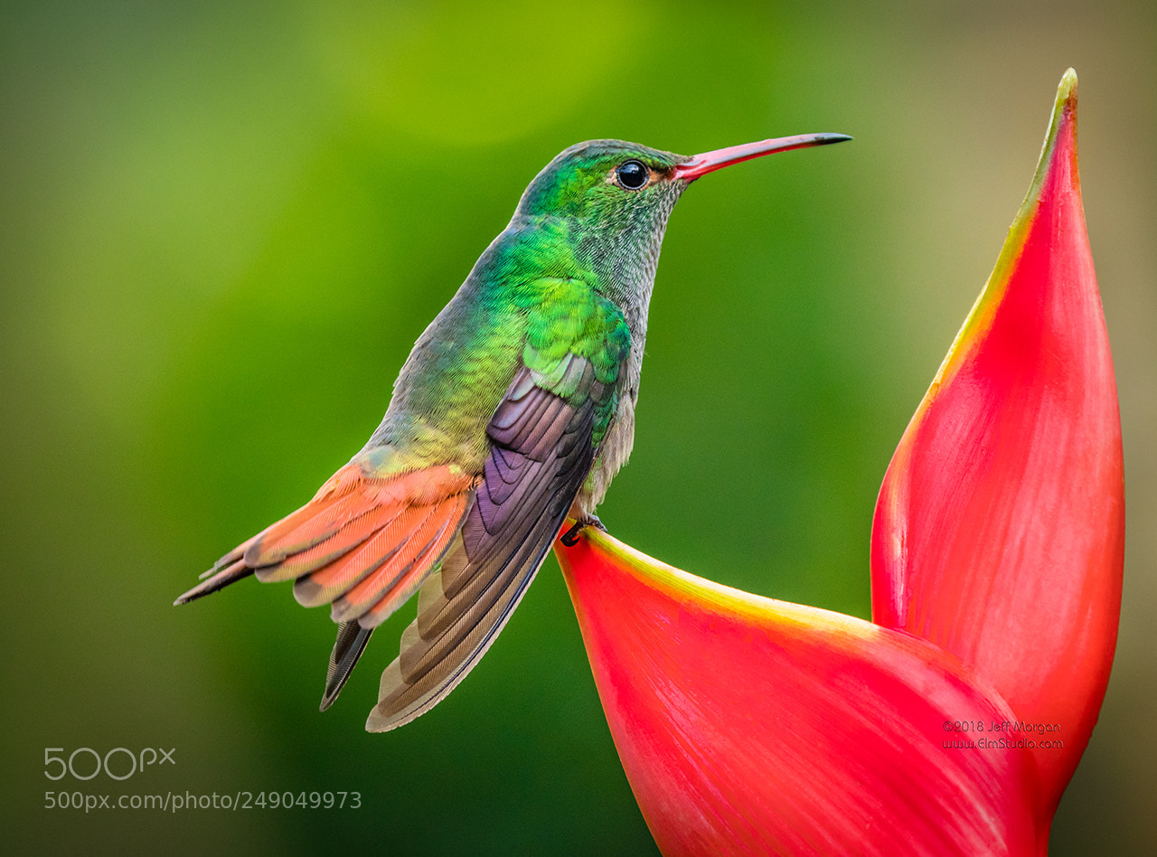 Panasonic Lumix DC-G9 sample photo. Rufous-tailed hummingbird - costa photography